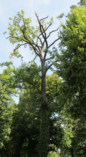 Bild 1 - Park Sanssouci - © SPSG Bild 1 - Park Sanssouci - © SPSG