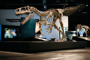 Bild 7 - LWL-Museum für Naturkunde - © LWL, Steinweg Bild 7 - LWL-Museum für Naturkunde - © LWL, Steinweg