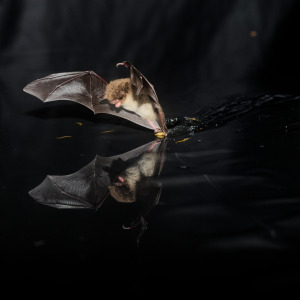 Bild 1 - Fledermaus-Zentrum - Bild 1 - Fledermaus-Zentrum -
