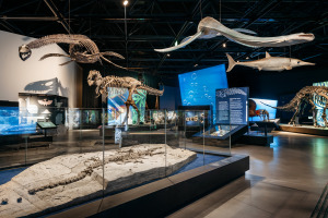 Bild 6 - LWL-Museum für Naturkunde - © LWL, Steinweg Bild 6 - LWL-Museum für Naturkunde - © LWL, Steinweg