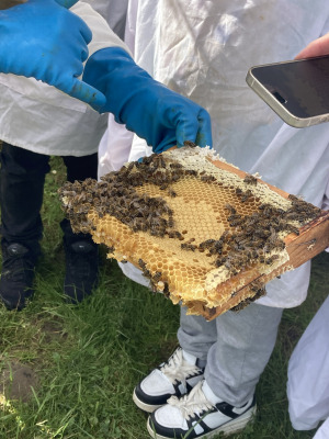 Bild 7 - Sauerlandpark Hemer WissensWert Natur - Entdecken, wie ein Bienenvolk lebt. Foto: Heike Bäcker Bild 7 - Sauerlandpark Hemer WissensWert Natur - Entdecken, wie ein Bienenvolk lebt. Foto: Heike Bäcker